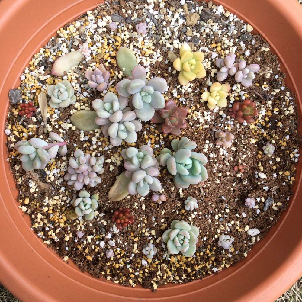 黄麗の投稿画像 By 蒼也さん 虹の玉とだるま秀麗と ブロンズ姫と多肉植物と多肉植物葉挿しと冬越しと多肉植物寄せ植えと多肉のある暮らしと葉挿しと多肉初心者 21月2月12日 Greensnap グリーンスナップ