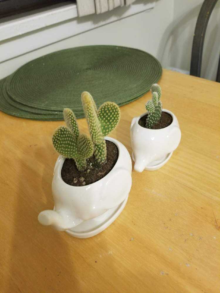 私の白桃扇ちゃん🌵💘｜🍀GreenSnap（グリーンスナップ）
