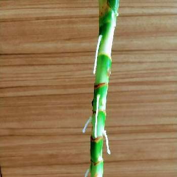 ドラセナの水挿しの投稿画像一覧 Greensnap グリーンスナップ