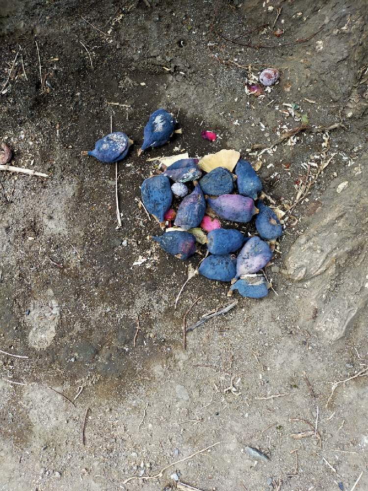 アッキーラさんの投稿画像 21月2月12日 Greensnap グリーンスナップ