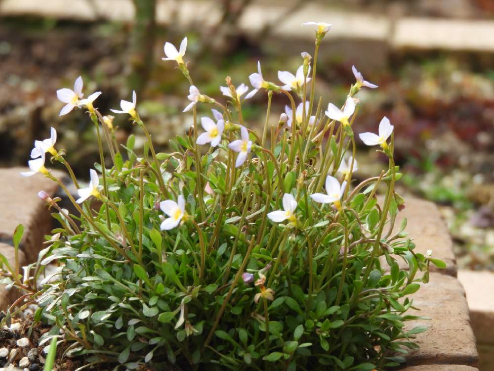 ヒナソウの投稿画像 By ほほさん 新しい仲間と開花とビオラ苗ケース希望とおうち園芸とお迎えと花のある暮らしと晴れと地植え 21月2月12日 Greensnap グリーンスナップ