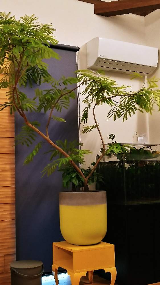 エバーフレッシュ の投稿画像 By ヨシさんさん コーディネート自慢 リビング ダイニングに合う大きめ観葉植物 21月2月12日 Greensnap グリーンスナップ