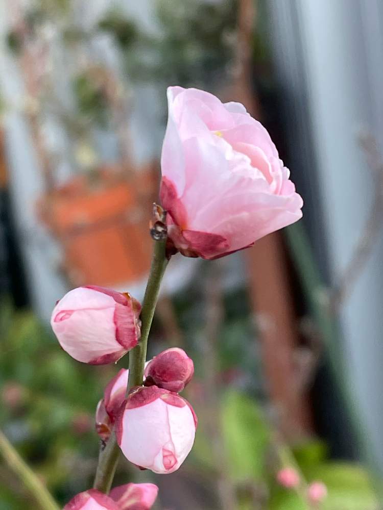 花梅 見驚の投稿画像 By ポンポンさん 梅の花 白と鉢植えと21年2月 21月2月12日 Greensnap グリーンスナップ