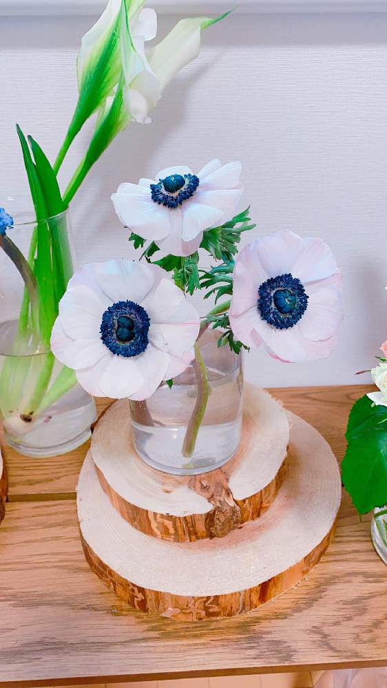 アネモネの投稿画像 By Niki 可愛いお花屋さんが好きさん 経過観察中とガラスの花瓶とお花のある生活と花は癒やし と切り花と経過観察中とガラスの花瓶とお花のある生活と花は癒やし と切り花 21月2月12日 Greensnap グリーンスナップ Greensnap