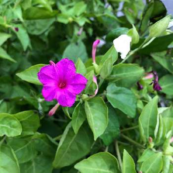 オシロイバナの育て方 種まきの時期や植え付け方法は Greensnap グリーンスナップ