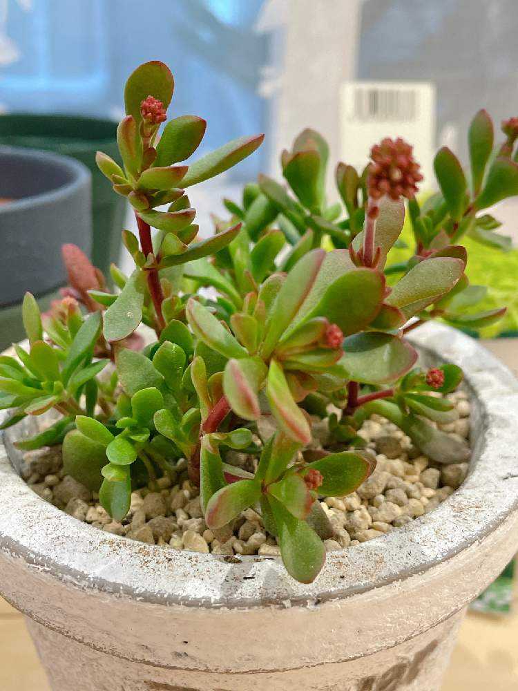 紅稚児の成長記録|🍀GreenSnap(グリーンスナップ) 紅稚児の成長記録|🍀GreenSnap(グリーンスナップ)