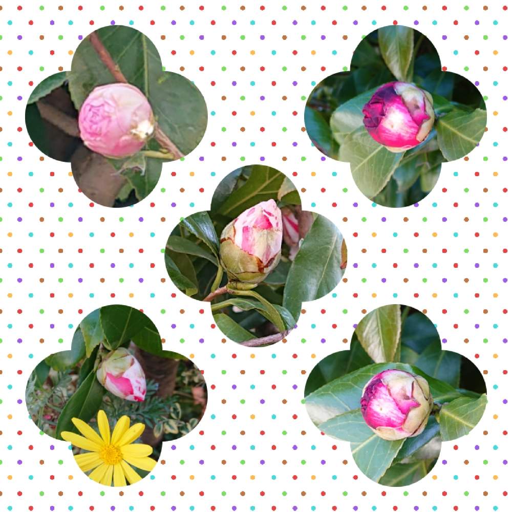 ツバキの投稿画像 By ナナさん 金曜日の蕾たちと花散歩と可愛いお花とお散歩道の花たちと綺麗なお花と大好きなお花と明日はきっと良い日になる 21月2月12日 Greensnap グリーンスナップ