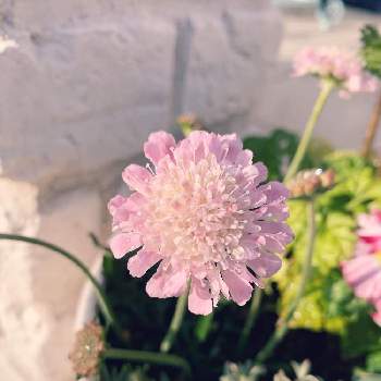 スカビオサ  白ときどき桃の画像 by hisaさん | 小さな庭とスカビオサ  白ときどき桃と花のある暮らしとガーデニング初心者