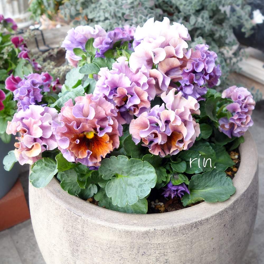 パンジーの投稿画像 By りんさん パンジー ローブドゥアントワネットとローブ ドゥ アントワネットと花のある暮らしとビオラ パンジーとローブ ドゥ アントワネットとおうち園芸と春に育てた花21 と花のある暮らしとビオラ パンジーとローブ ドゥ アントワネットと パンジーの投稿画像 By りんさん パンジー ローブドゥアントワネットとローブ ドゥ アントワネットと花のある暮らしとビオラ パンジーとローブ ドゥ アントワネットとおうち園芸と春に育てた花21 と花のある暮らしとビオラ パンジーとローブ ドゥ アントワネットと