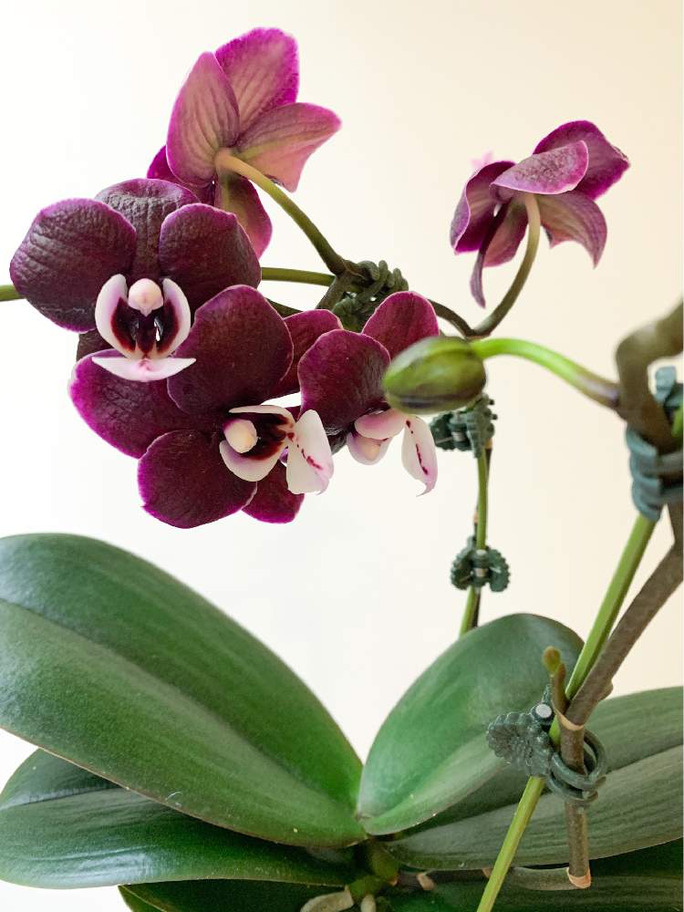 コチョウランの投稿画像 By 黒兎さん 胡蝶蘭と開花と着生ランと胡蝶蘭 と胡蝶蘭の花とコチョウラン と着生蘭と洋ランと蘭が好きと胡蝶蘭 ミディとカオダトゥインクル チョコレートドロップスと黒兎の秘密のスタジオ 21月2月12日 Greensnap グリーンスナップ