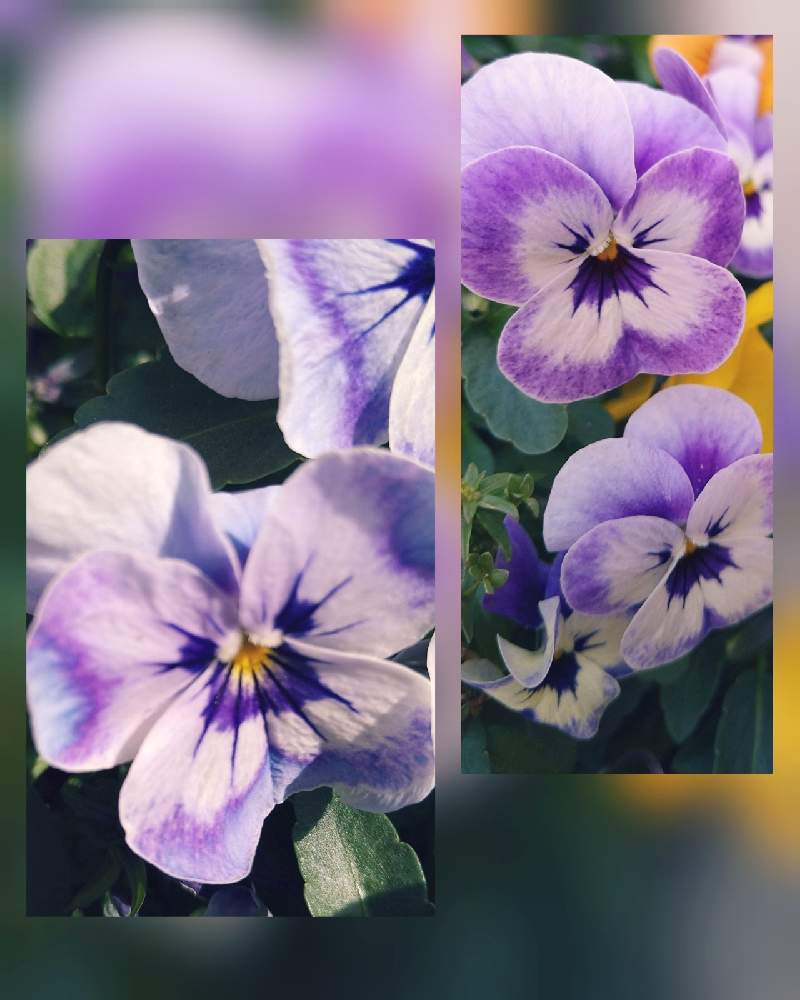 ビオラの投稿画像 By ゆこ さん 青い冬の花21と花との一期一会と青い小さな花マニアとよい 1日をとチーム ブルーno 0と会えて嬉しいとご近所散歩 と美しく青きドヨウと花のある暮らしと青い花マニアとチーム ブルー 21月2月13日 Greensnap グリーン