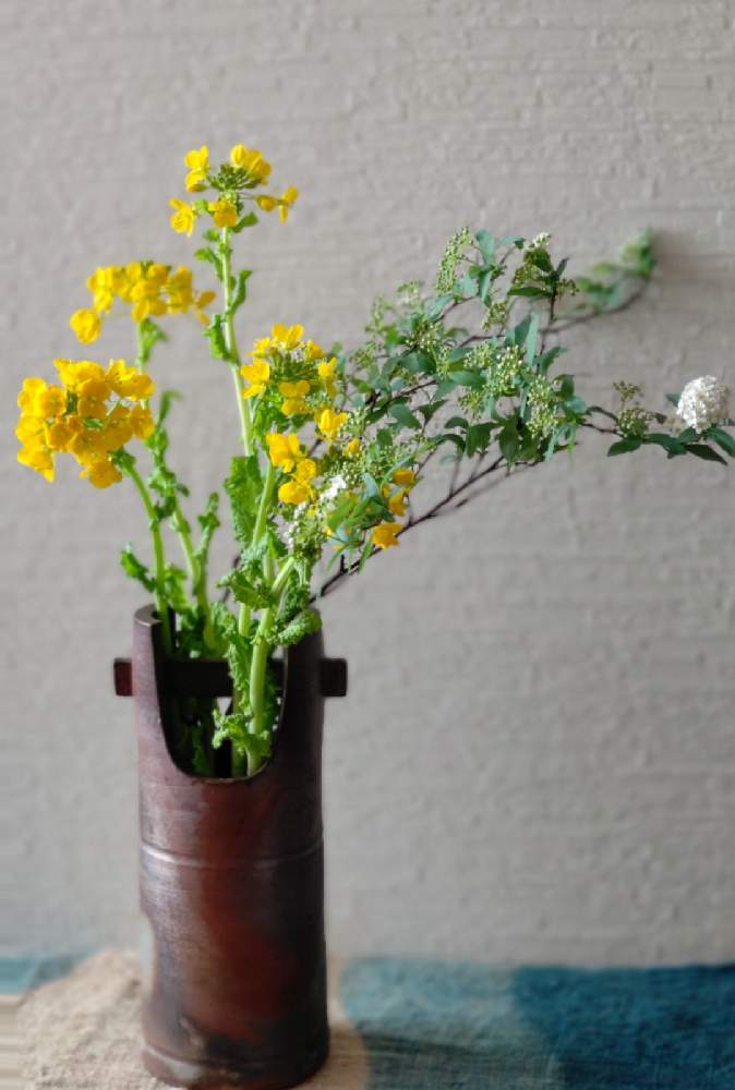 菜の花 の投稿画像 By Natsumenobabaさん 花は癒しとこでまりとお気に入りの器や花瓶と植物 21月2月13日 Greensnap グリーンスナップ