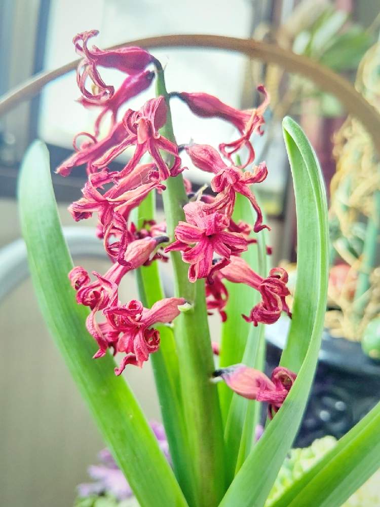 ヒヤシンスの投稿画像 By Taya S Lab さん たやﾋﾔｼﾝｽ桃 と枯れそうと変化 過程とヒヤシンスの花 と枯れかけとヒヤシンス栽培記録とヒヤシンスの鉢植えとワクワク成長記録と花後とヒヤシンス鉢植 21月2月13日 Greensnap グリーンスナップ