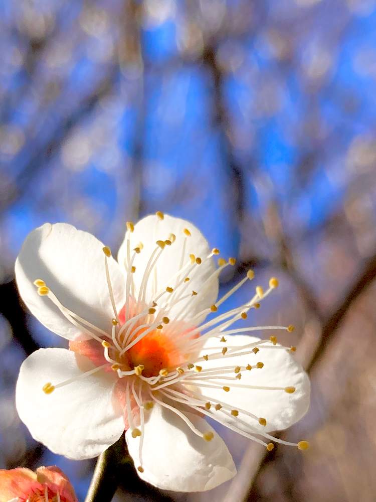 白梅の花の投稿画像 By ヒーちゃんさん 誕生花と花言葉と小さい花と今日はなんの日としろいはな 21月2月13日 Greensnap グリーンスナップ