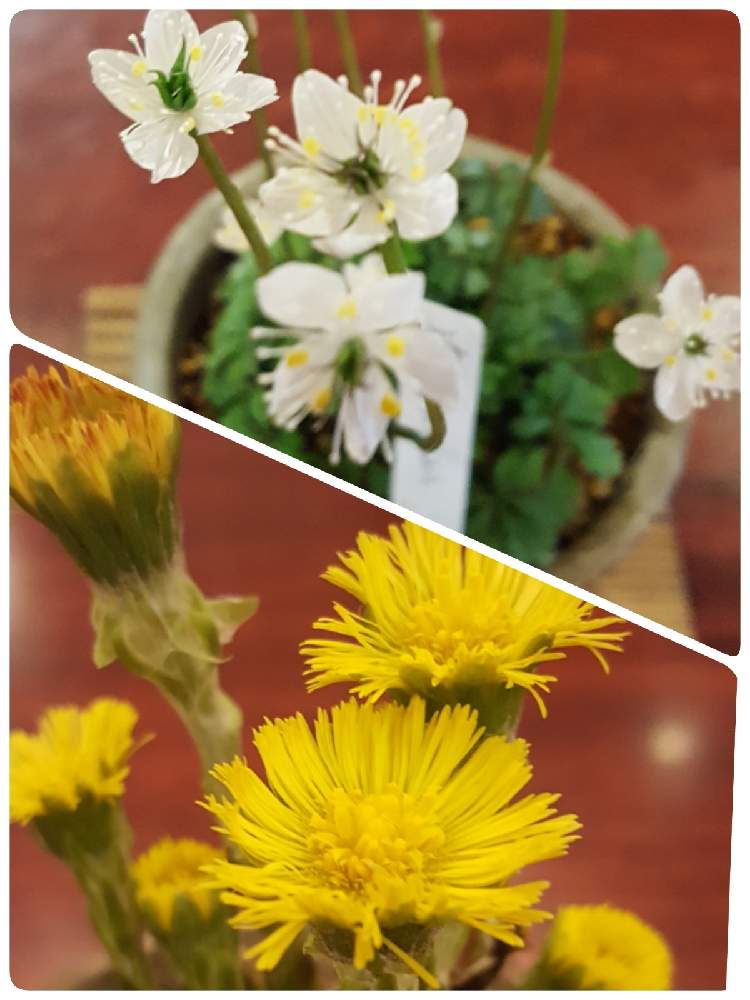 フキタンポポの投稿画像 By ペケ子さん 梅花オーレンとお出かけ先と山野草と明日はきっと良い日になると山野草と明日はきっと良い日になる 21月2月13日 Greensnap グリーンスナップ Greensnap グリーンスナップ