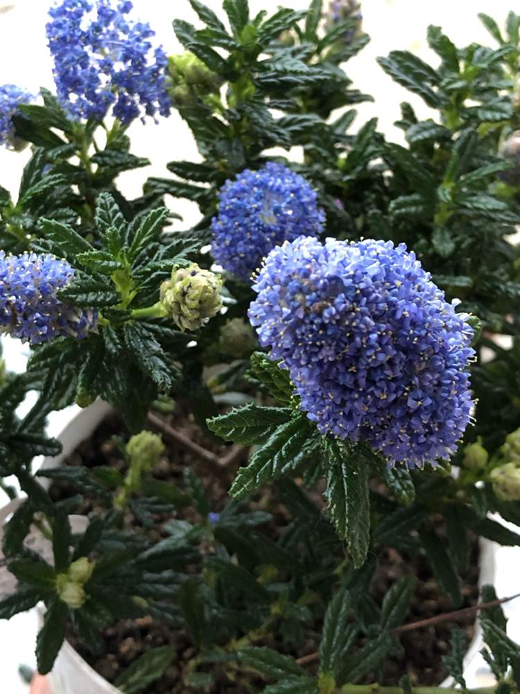 セアノサス カリフォルニアライラックの投稿画像 By うふふさん お花が好き とうふふの青い花と花のある暮らしと青い花マニアとチーム愛知と青い花が好きと美しく青きドヨウ 21月2月13日 Greensnap グリーンスナップ