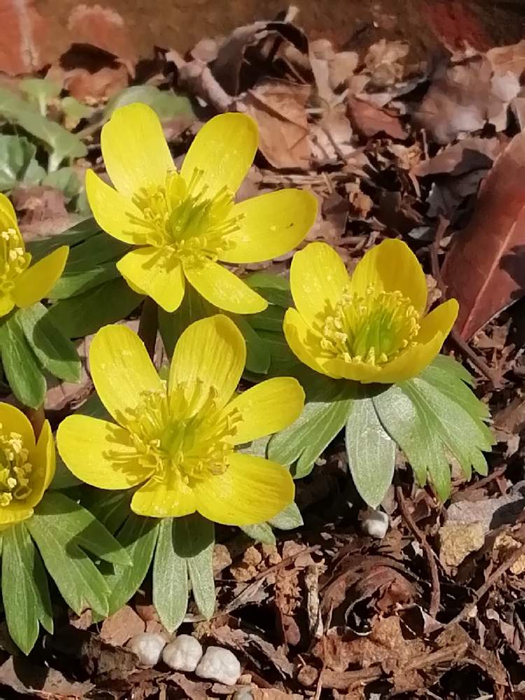 黄花節分草の投稿画像 By トユタさん 21月2月13日 Greensnap グリーンスナップ