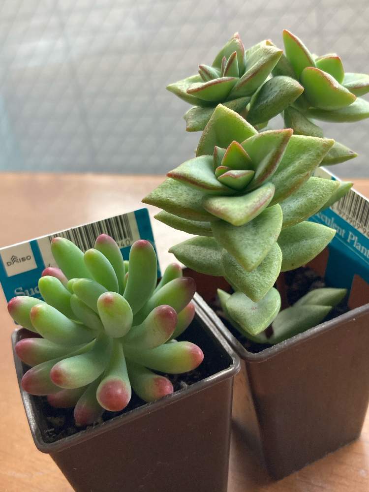 セダム属の投稿画像 By Saimakoさん クラッスラ属とダイソーとセダム属 乙女心と星の王子 とクラッスラ 21月2月13日 Greensnap グリーンスナップ