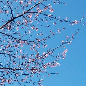 メジロ.の画像 by カコさん | お出かけ先と河津桜とメジロ.と富士西公園と散歩道と可愛いとGo✿to✿flowerと冬景色と美しき青きドヨウ
