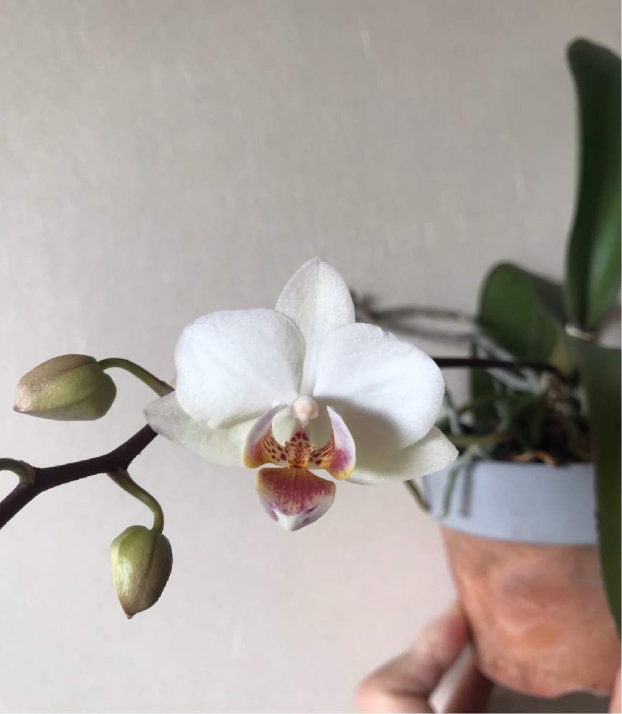 コチョウランの投稿画像 By さちこさん 胡蝶蘭とphal Amabilis Liu S Bright Little Gem Stripes Wedding Bell と着生植物と洋蘭と着生ランとラン科とファレノプシス属と着生蘭と洋ラン 21月2月13日 Greensnap グリーンスナップ