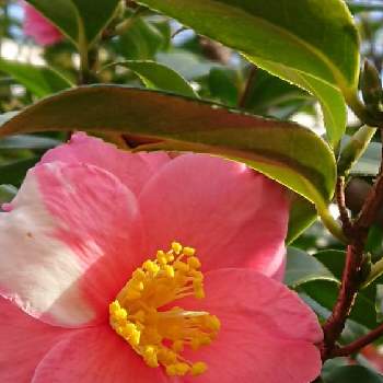 庭の椿の画像 by 薔薇姫さん | 小さな庭と椿つばきとピンク同盟とピンク！ピンク！ピンク！とピンクの花と椿の花♪と春の色とピンク❤︎ピンクと庭の椿とピンクワールドとピンク大好きとかわぃぃ。と春らしいとピンクとピンクの椿とピンクワールドへ ようこそと我が家の椿とかわいいと椿の花。と優しい色と椿の花❤️と魅惑の椿☆