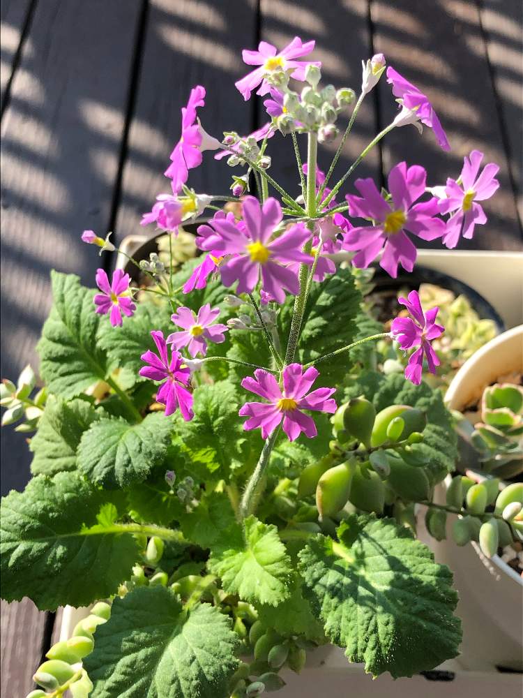 ペンデンスの投稿画像 By サクサクレモンさん プリムラ マラコイデスとかわいい子 とおじゃま虫とピンクのお花と花のある暮らしと ペンデンス 21月2月13日 Greensnap グリーンスナップ