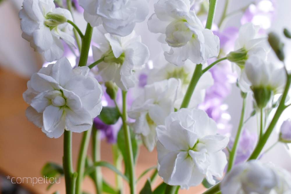 ストックの投稿画像 By Compeitouさん 白い花と癒しと花のある暮らしと春のお花 21月2月13日 Greensnap グリーンスナップ