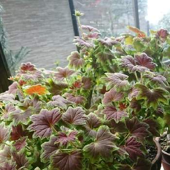 もみじ葉ゼラニウムの投稿画像一覧 Greensnap グリーンスナップ