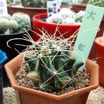 フェロカクタス属の投稿画像一覧 Greensnap グリーンスナップ