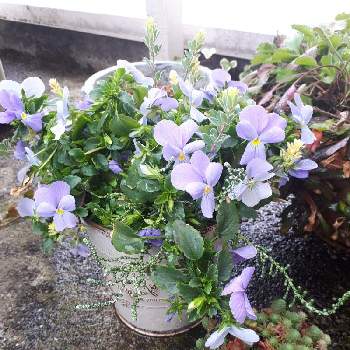 ビオラ ビビ ヘブンリーブルーの投稿画像一覧 Greensnap グリーンスナップ