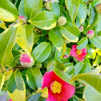 赤いツバキの花の画像 by おちょさん | 小さな庭とツバキとツバキの花と家の庭とツバキ椿の葉と赤いツバキの花と春色と綺麗な色♡