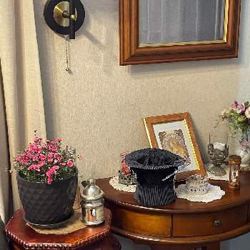 ギョリュウバイ 檉柳梅 の投稿画像一覧 Greensnap グリーンスナップ