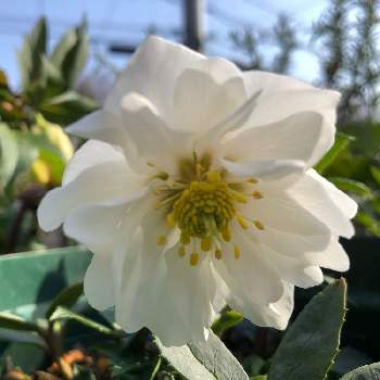 クリスマスローズ ダブルファンタジーの投稿画像一覧 Greensnap グリーンスナップ