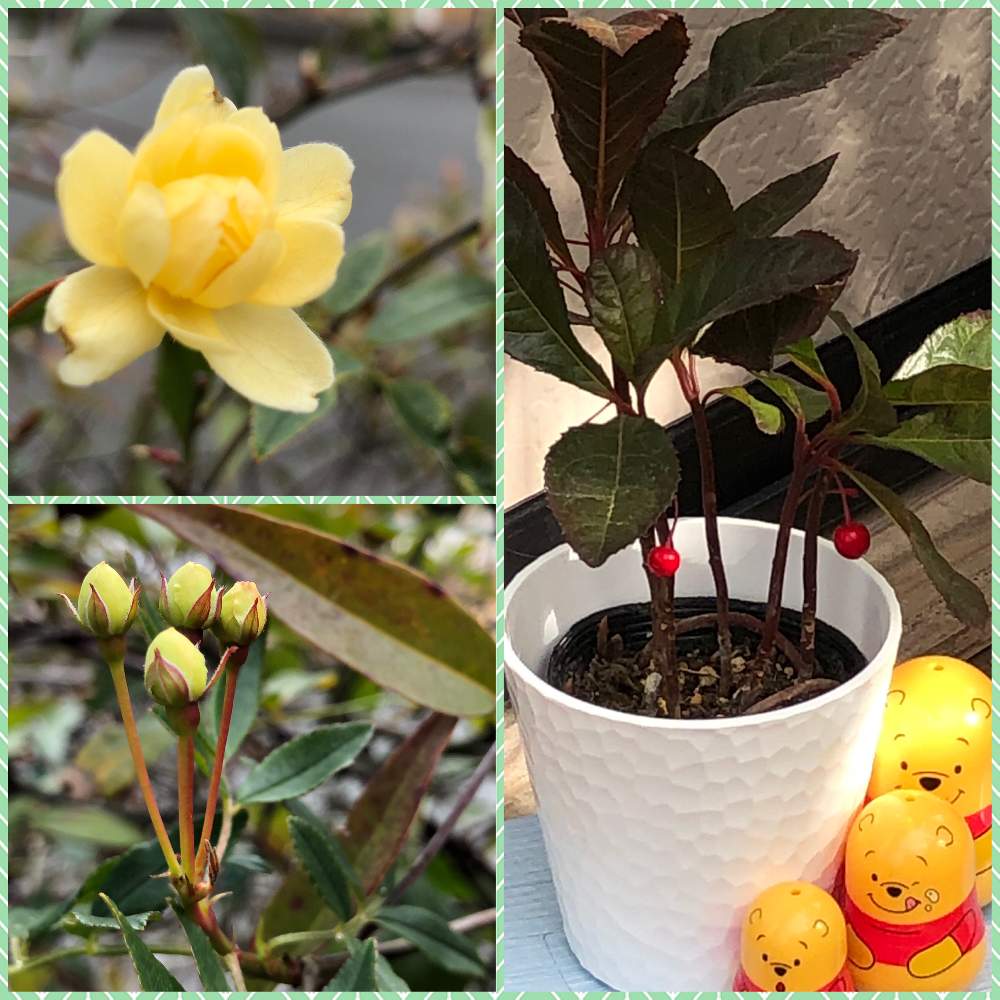 モッコウバラ の投稿画像 By Ichiさん サクラソウ科 と良い香り と赤い可愛い実とバラ科 と花のある暮らし 21月2月13日 Greensnap グリーンスナップ