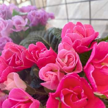 バラ咲きジュリアン いちごのミルフィーユの画像 by sweets⑅︎◡̈︎*さん | バルコニー/ベランダとバラ咲きジュリアン いちごのミルフィーユ