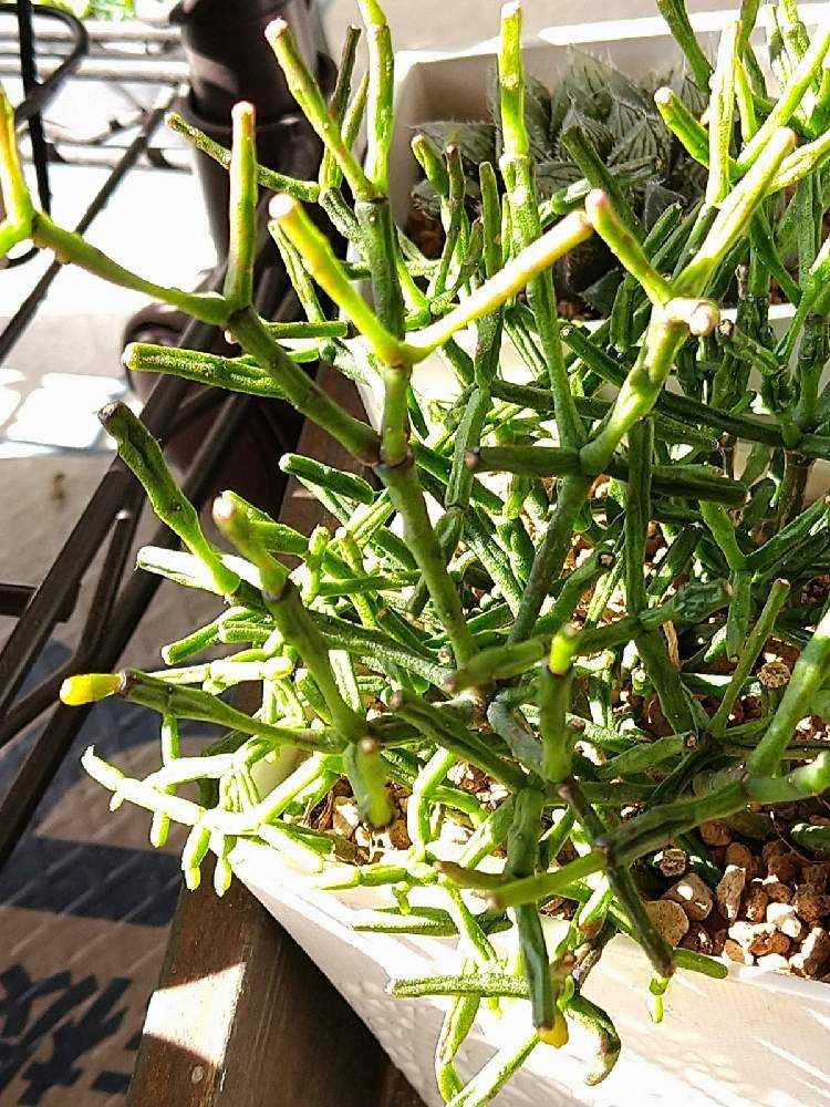 リプリサス成長の記録｜🍀GreenSnap（グリーンスナップ）