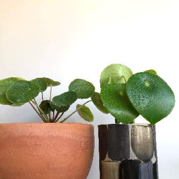 丸い葉の画像 by zumさん | 部屋とピレアペペロミオイデスとペペロミアジェイドと観葉植物と鉢植えと日光浴と丸い葉