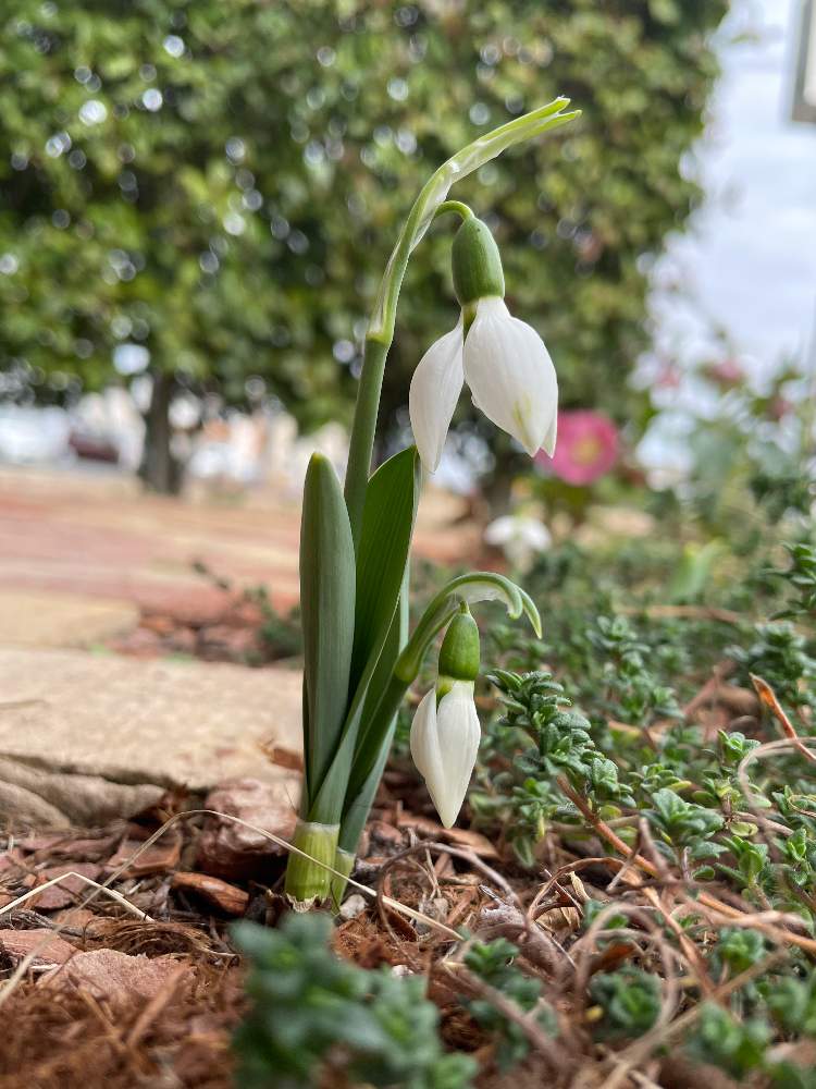 スノードロップの投稿画像 By じゅん坊さん スノードロップ と冬の庭とおうち園芸と花のある暮らしとスノードロップ開花 21月2月13日 Greensnap グリーンスナップ