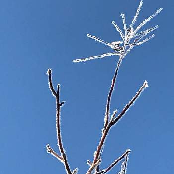 晴れた！の画像 by 秋桜さん | 小さな庭とスズランの木と家の回りと晴れた！と綺麗と寒い朝と♡寒いけど…♡と雪の上