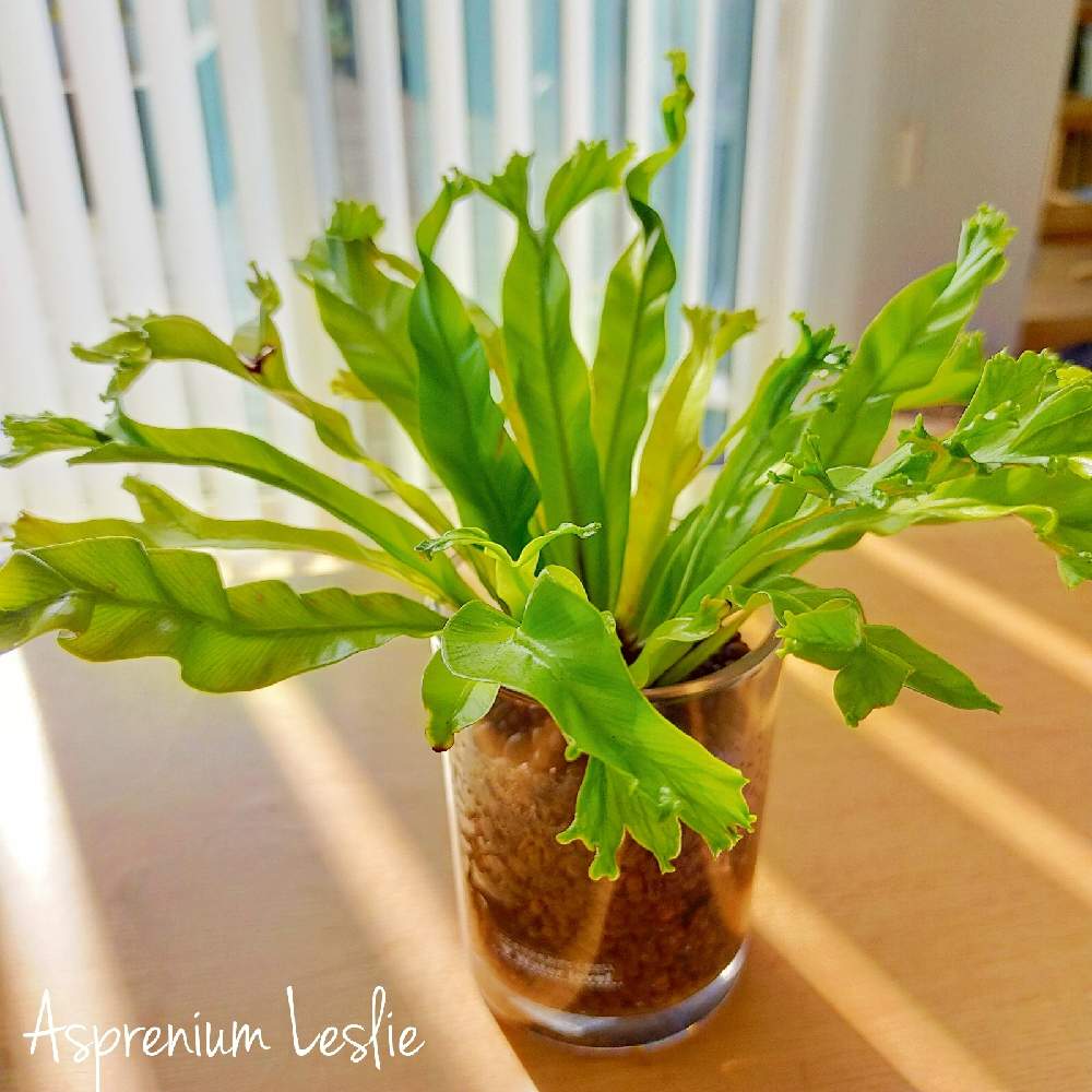 アスプレニウムの投稿画像 By M Yuさん アスプレニウム レズリーとインドアグリーンとボタニカルとno Green No Lifeと観葉植物と植欲が止まらないとおうちジャングルとグリーン グリーン グリーン とおうち時間と植欲旺盛と植中毒と室内