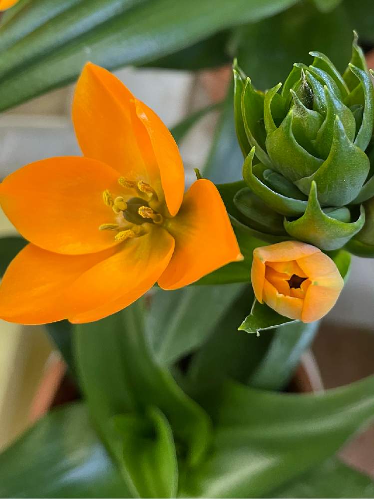 オーニソガラムの投稿画像 By カズアムさん 多年草と花のある暮らしとオレンジ色 21月2月13日 Greensnap グリーンスナップ