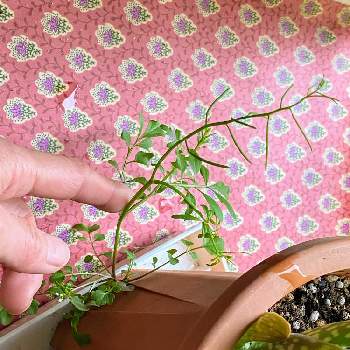 アロエ ベラの育て方 屋外や室内での栽培方法 植え替え時期は Greensnap グリーンスナップ アロエ ベラの育て方 屋外や室内での栽培方法 植え替え時期は Greensnap グリーンスナップ