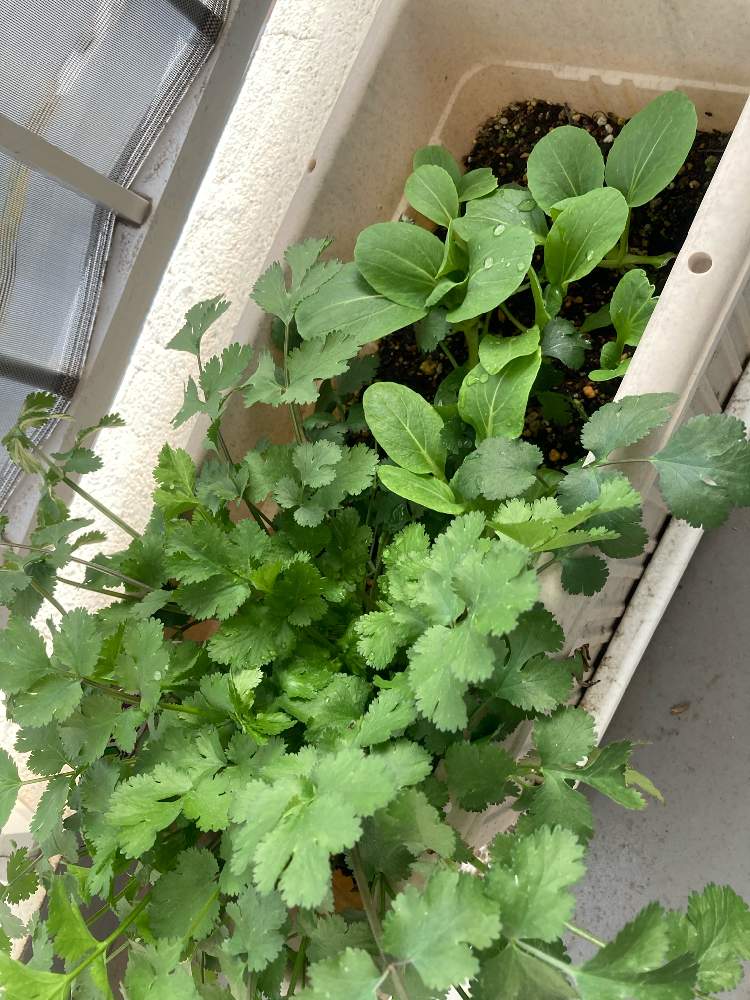 パクチーの投稿画像 By ゆうたさん 青梗菜とプランター栽培とチンゲン菜 21月2月13日 Greensnap グリーンスナップ