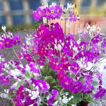 西洋サクラソウの投稿画像一覧 Greensnap グリーンスナップ