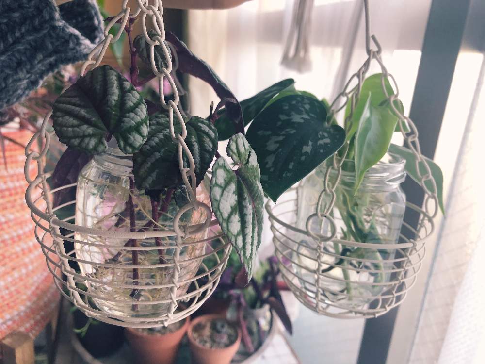 スキンダプサスの投稿画像 By Sumiさん フィロデンドロン シルバーメタルとシッサス ディスカラーと私の増やし方と観葉植物と南国植物と蔓性植物とハンギングと水耕栽培とカラフルな葉っぱ 21月2月13日 Greensnap グリーンスナップ