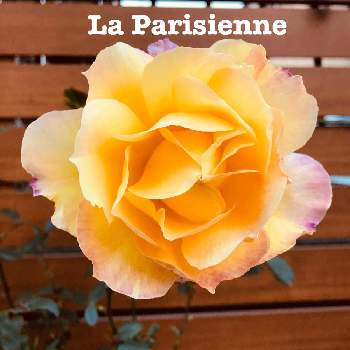 ラ・パリジェンヌの画像 by TAKAさん | 小さな庭とラ・パリジェンヌと福岡とおうち園芸ときれいな色とはると薔薇♪とばら バラ 薔薇