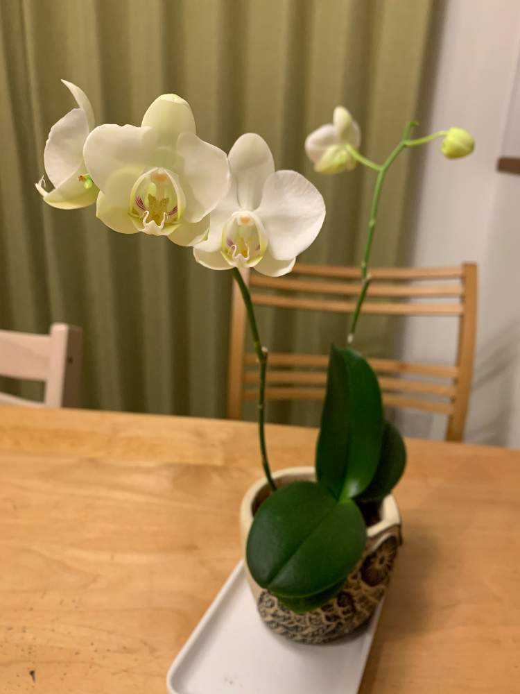 胡蝶蘭の成長記録 Greensnap グリーンスナップ