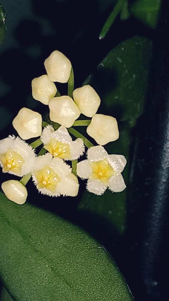 室内組の投稿画像 By ともゾ さん かわぃぃ といい香りと癒し とホヤ ラクノーサ 21月2月13日 Greensnap グリーンスナップ