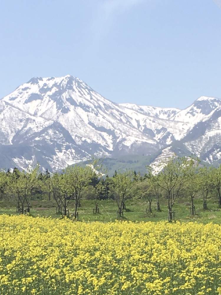 ナノハナの投稿画像 By ライオンさん 最前線のあなたへと新潟県妙高市と今日のお花とビタミンカラーと菜の花と妙高山と大洞原の菜の花畑 21 月2月14日 Greensnap グリーンスナップ