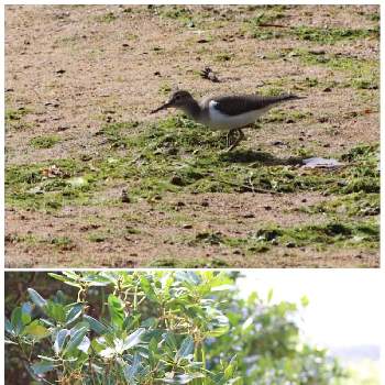 イソシギの画像 by ピーモモさん | イソシギとメヒルギとヤンバルと沖縄とマングローブ林と鳥さん✩大好きと野鳥と自生する植物